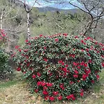 #beautiful Outdoor Area And Cozy Small Cottage# 度假居 福特兰斯沃格